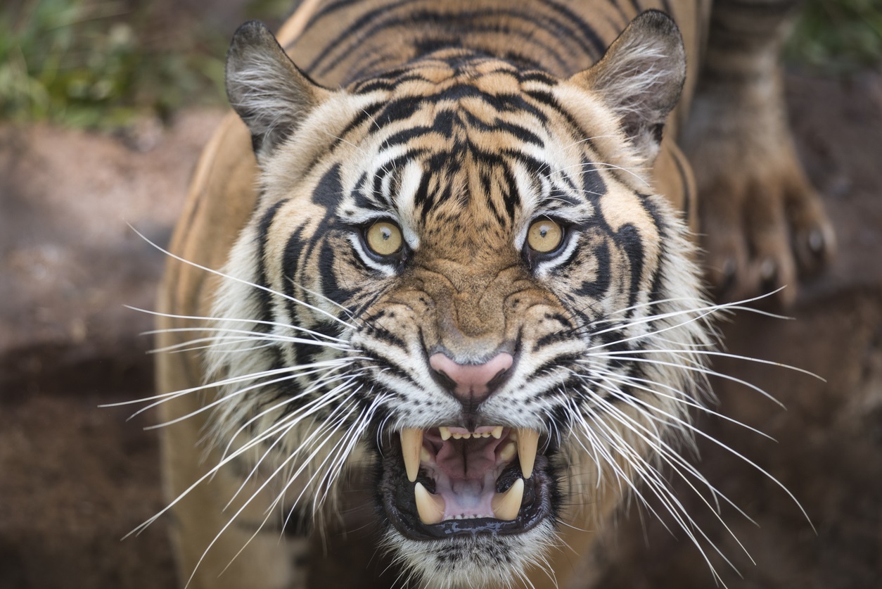 When The Hunter Becomes The Hunted Transitions In Business When The Hunter Becomes The Hunted Transitions In Business